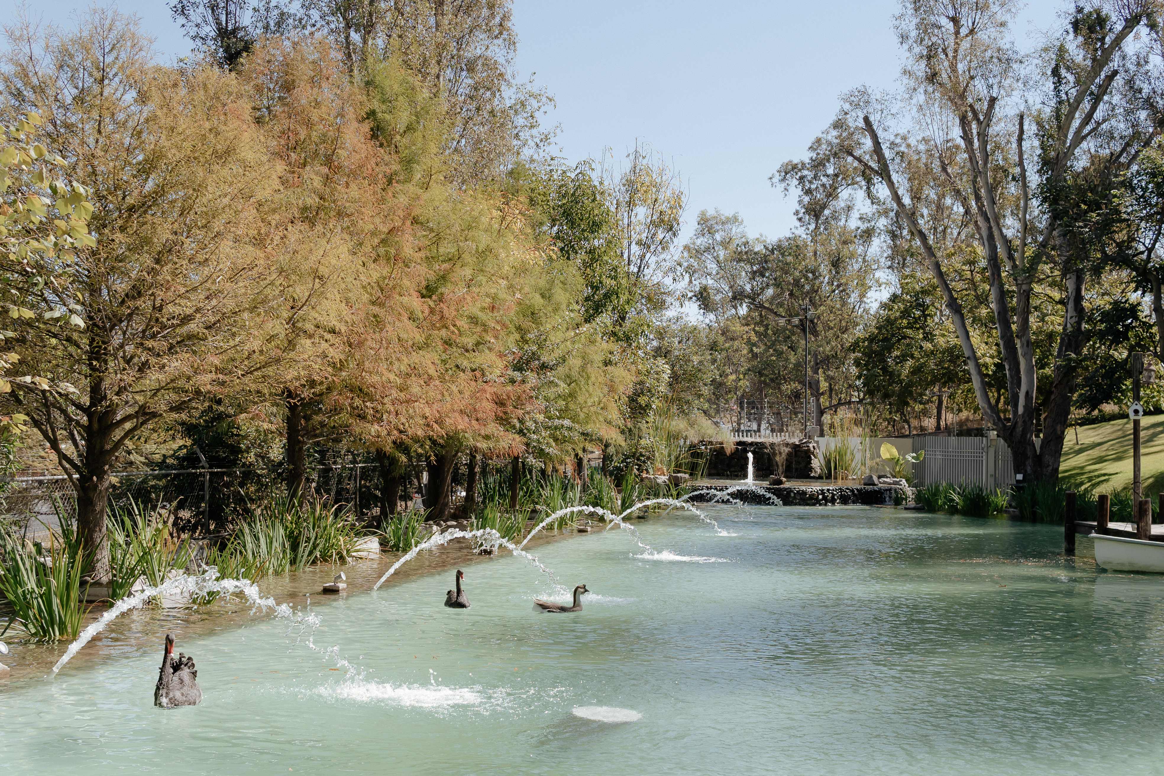 Lago turquesa con cisnes negros